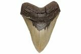 Serrated, Fossil Megalodon Tooth - North Carolina #235119-1